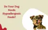 All About Hypoallergenic dog food: Do Your Dog Need?